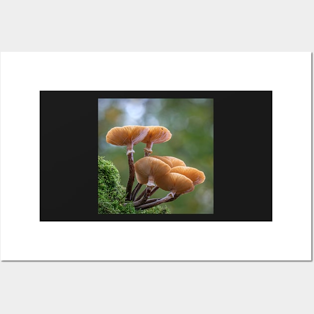 Honey Fungi Wall Art by TonyNorth